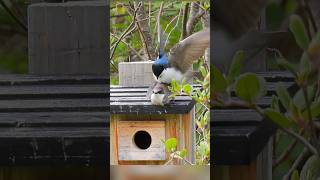 Why did the tree swallows abandon their nest? #wildlife #birdwatching