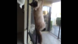 My retarded cat 2