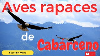 Increíble espectáculo de aves en el Parque de Cabárceno, Cantabria