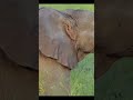 🐘 Viral Elephant Video Warms Hearts, Reaches 390K Views #ViralKindness #ElephantHug #news #Nature"