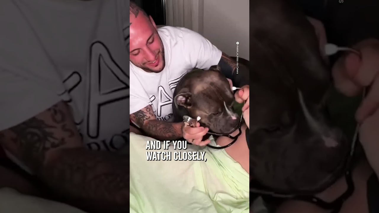 He’s going to be the best big brother 🥰🐶