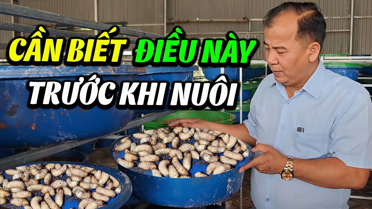 Đừng Bắt Tay Nuôi Đuông Dừa Thái Lan Khi Chưa Biết Lưu Ý Quan Trọng Này - Đuông Dừa Giống