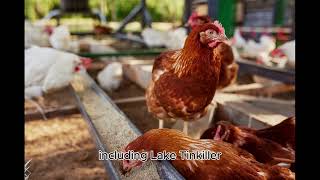 Court Orders Tyson Foods and Poultry Giants to Fund 30-Year Illinois River Watershed Cleanup