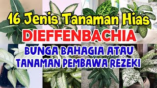 16 Types of Trendy Plants: Dieffenbachia Sri Rezeki, the Happy Flower, Which is Currently Popular