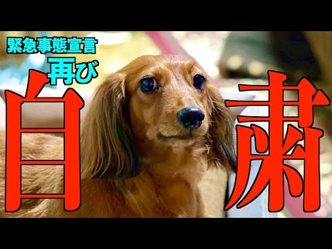 自粛 犬 はなちゃん