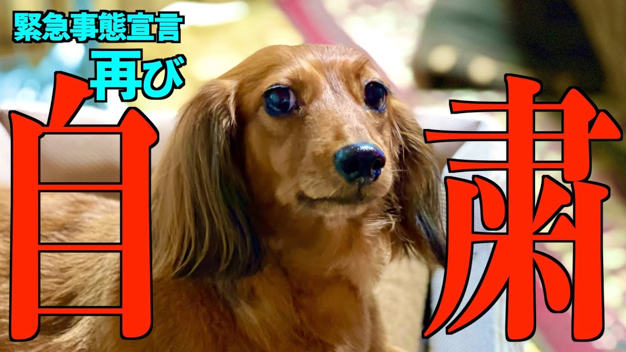 自粛 犬 はなちゃん