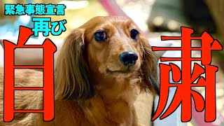 【自粛犬】2度目の緊急事態宣言における犬の気持ち