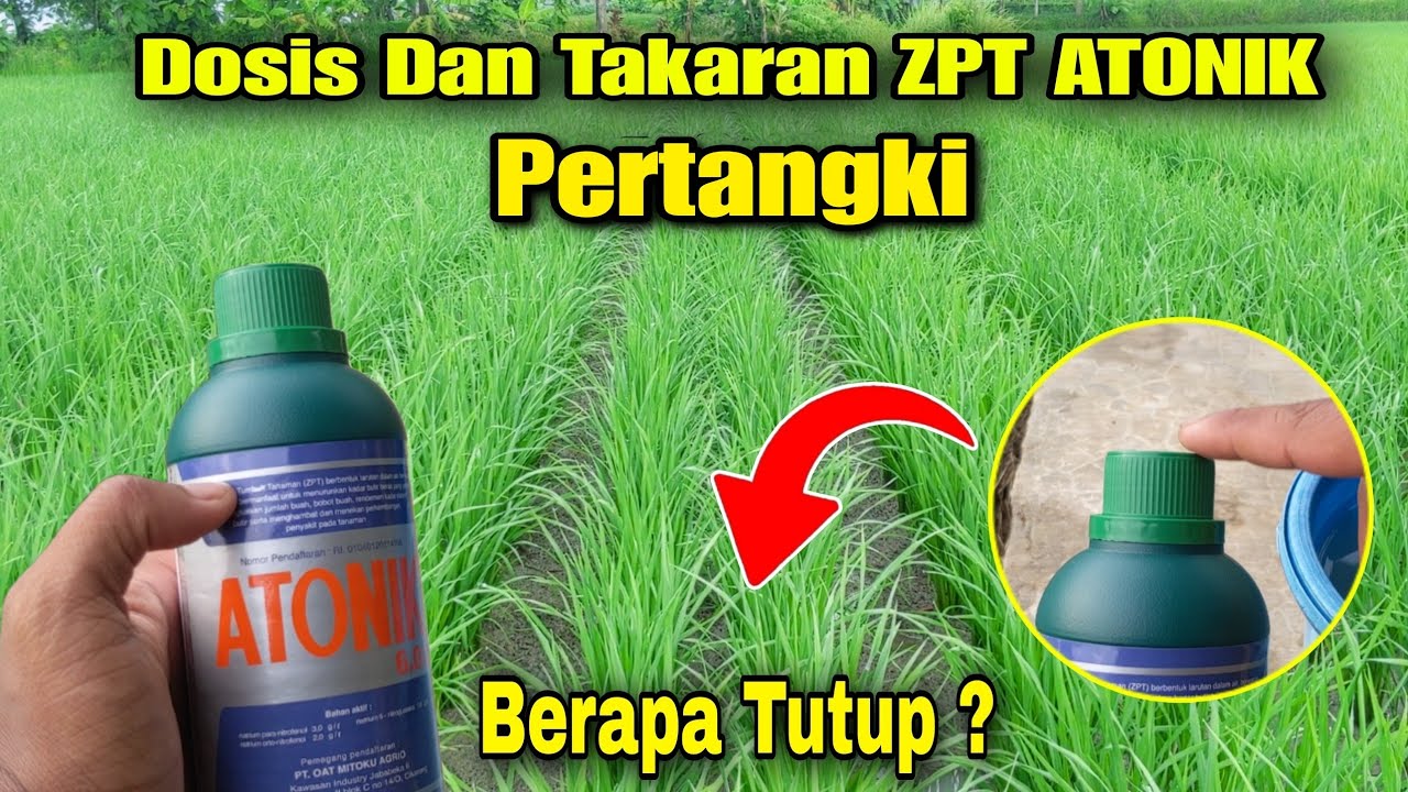 Dosis Dan Takaran ZPT ATONIK Pertangki Untuk Padi❗Berapa Tutup ?