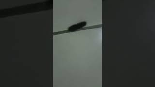 Hati hati bila Ulat ini masuk rumah Anda,Bisa berakibat fatal