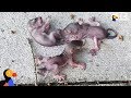 Squirrel Mom Rescues Her Crying Babies Who Fell From Their Nest | The Dodo