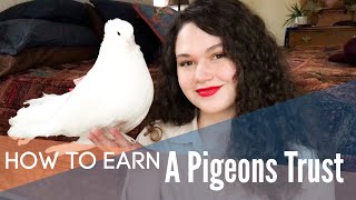 How to Earn a Pigeon or Doves Trust: Part 1 | First Contact