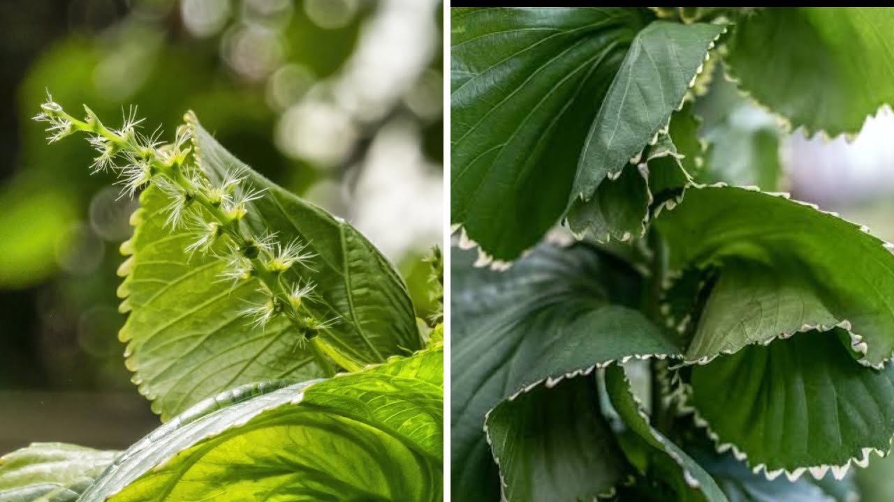  COPPER LEAF PLANT CARE AND TIPS RUBY GARDENING YouTube