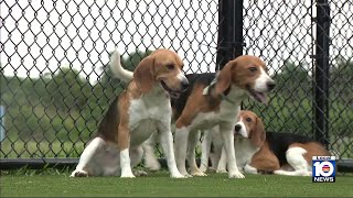 Puppies from controversial Wisconsin facility purchased by South Florida rescue