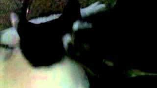 Yalaşan Pıtışdoşi