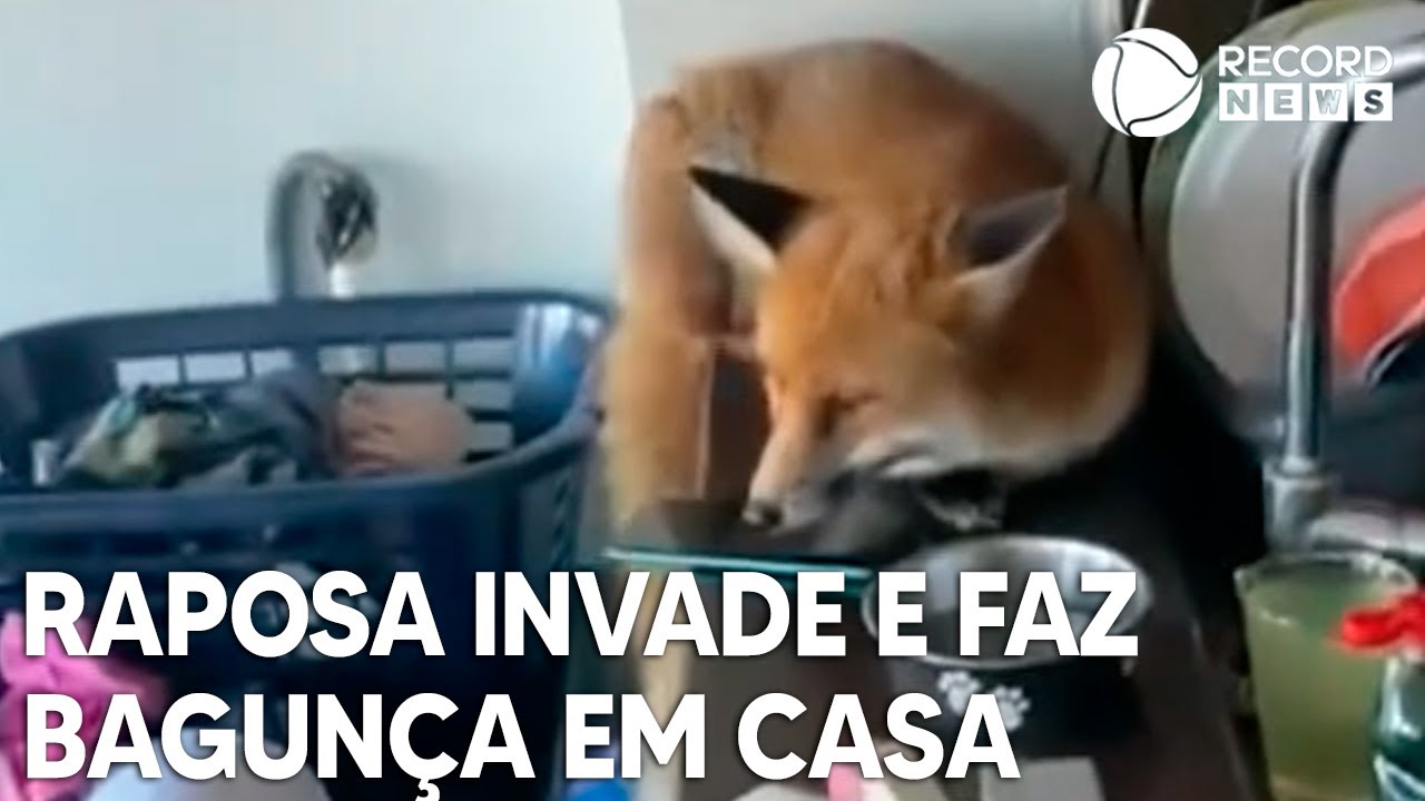 Raposa invade e faz bagunça em casa