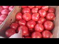 Краснодар рынок Фуд - Сити оптово розничний овощной база 👍👍😍 Цени на овощи 🍆🍅🥒🌽🫑🥕🥕🌶🥦🧄🧅