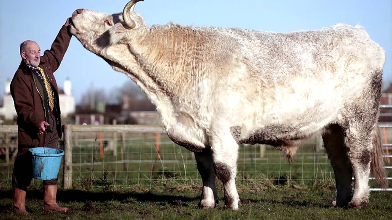 Самая большая разновидность. Бык Донетто. Самый большой бык в мире Донетто. Репп бык Подольской породы. Бык Элитар Шароле.