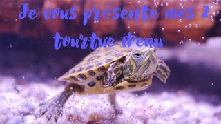 Je Vous Présente Mes 2 Tortues Deau.