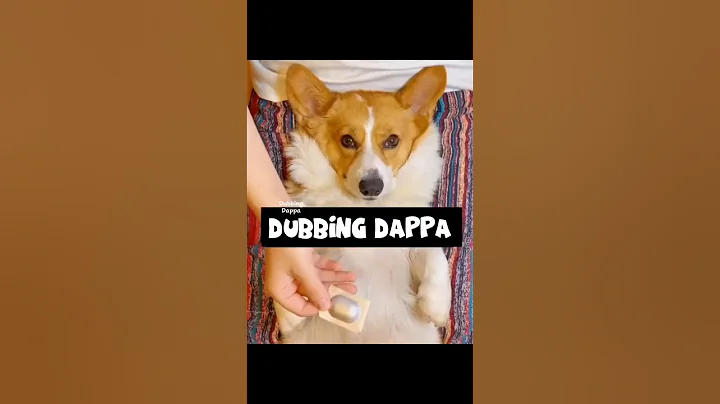 Watch the video about Maanik Mani 🤣 #funny #cat #shorts #dog #shortsfeed #animals #dubbingdappa #catlover #doglover #pets