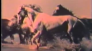 Bande annonce Le Songe Des Chevaux Sauvages 