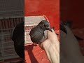 حمام البلدي الأصيل