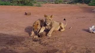 Lion cubs play with unlucky tortoise