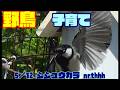 シジュウカラ子育て5／12 nrthhh 202605121721