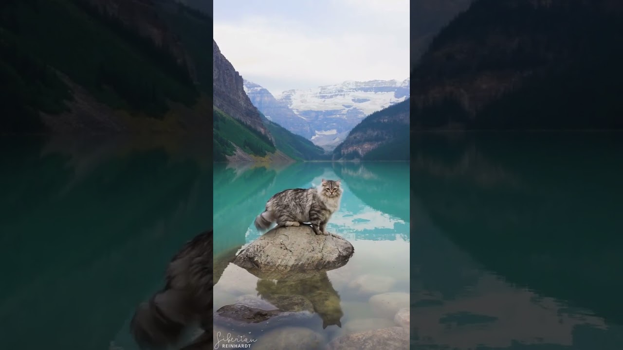 Siberian Cat Visits Lake Louise 