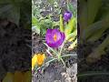 Crocuses Крокуси