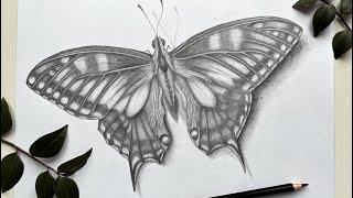 Cómo debujar una Mariposa|paso o paso|Рисуем бабочку 3D|Lepidoptera|butterfly|mejor