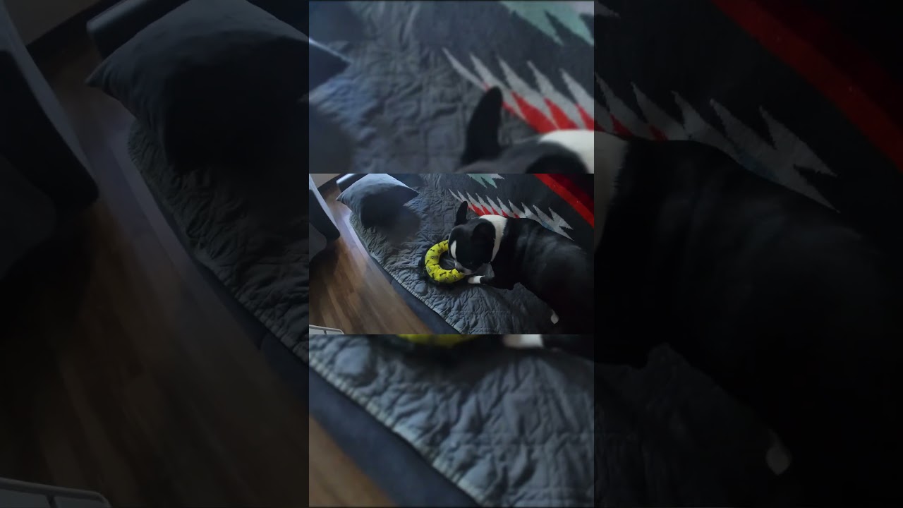 Playtime Shenanigans – Who Will Win? (Spoiler: Not Me 😂)