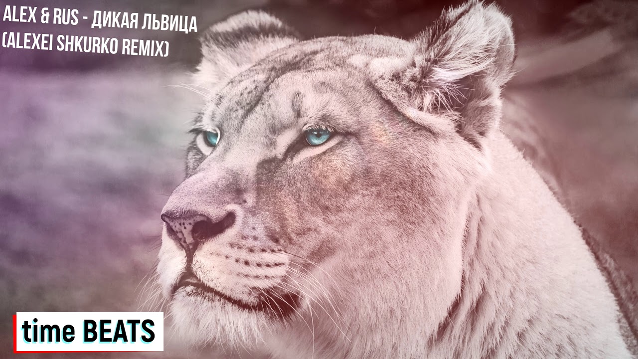 дикая львица Mp3 ALEX & RUS - Дикая львица (Alexei Shkurko Remix) 🐯 - YouTube