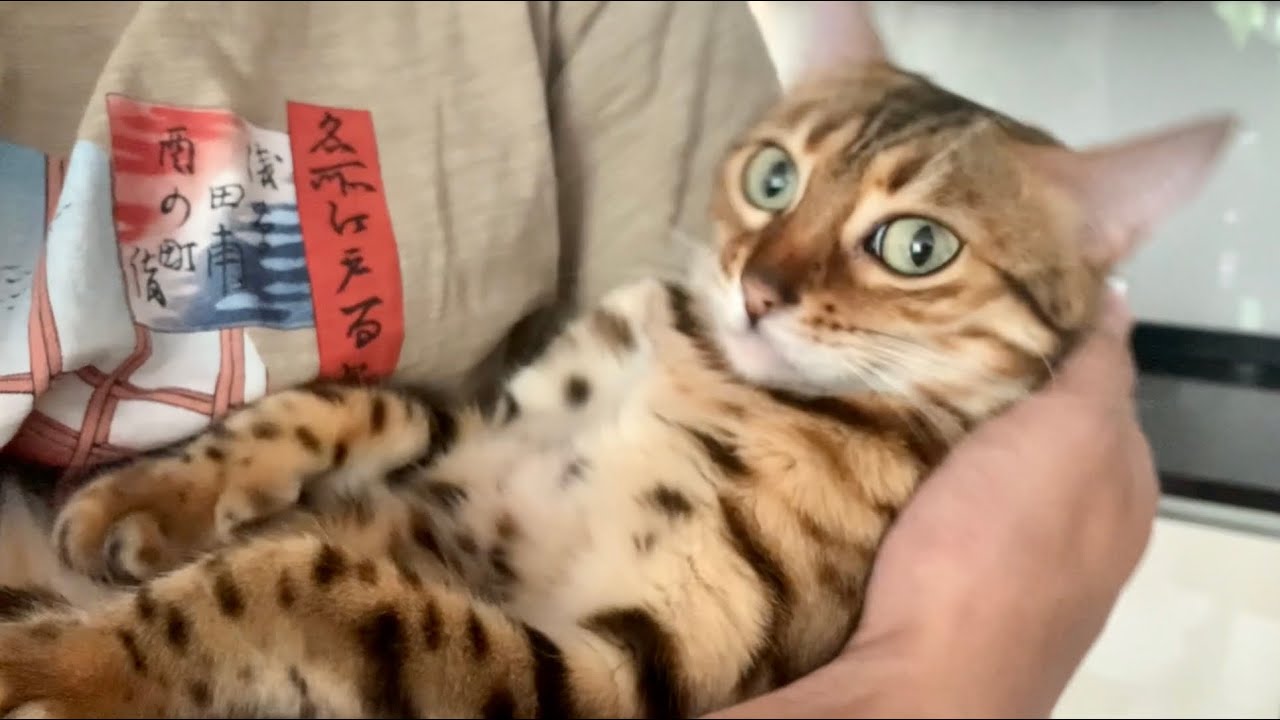 Brownie the Bengal cat being carried like a baby YouTube