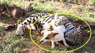 This Fierce Jaguar Jump Over A Dog, But No One Expected What Happened Next Was Amazing How Far Can A Jaguar Leap