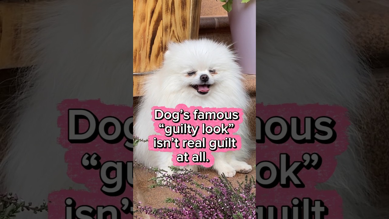 Dog’s famous “guilty look” isn’t real guilt at all.