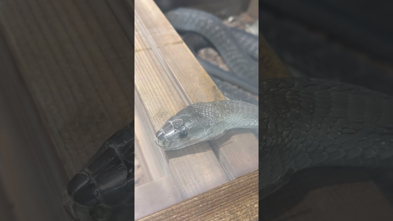 世界の毒ヘビ達がイカつすぎる…