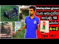 Secret Tips Of Malaysian Grass | මැලේසියන් තණකොළ පිළිබඳ රහස් | ගෙවතු අලංකරණය