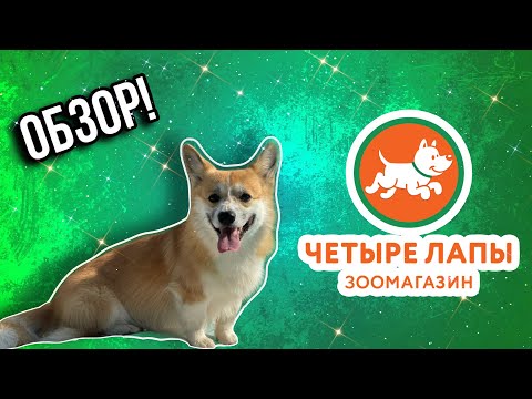 ОБЗОР НА ЗООМАГАЗИН 4 ЛАПЫ!🐾Лучший зоомагазин?🔥 Корги Рокки (говорящая собака)