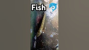 Fish video 🐬🐟🐬🐟🫢🫢🫢🫢#fishing #fish #subscribe #trending #shortvideo #shorts #short #viralvideo