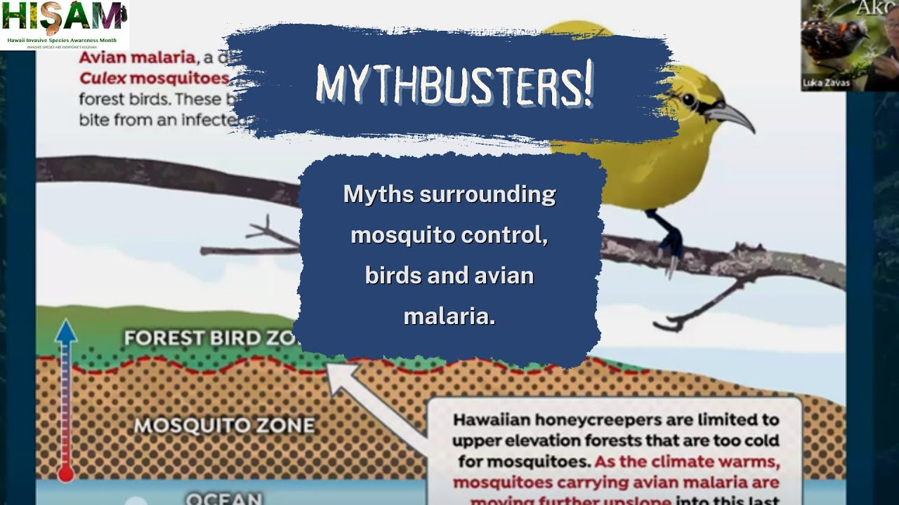 Wolbaci-what? Busting the myths of mosquito control, birds and avian malaria