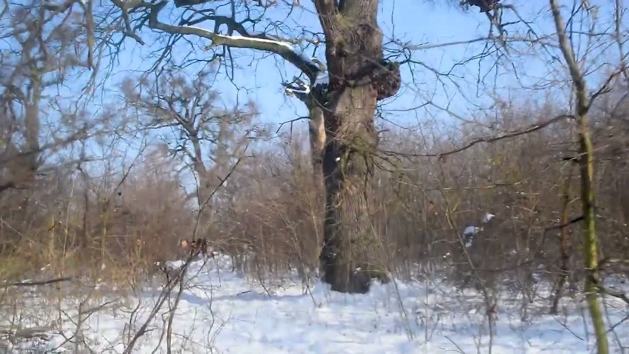 Kroz Šalinački lug zimi