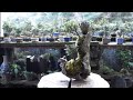 Bonsai diary ♯157「How to a make Bonsai art #3」Japanese cypress 素材(津山ヒノキ)