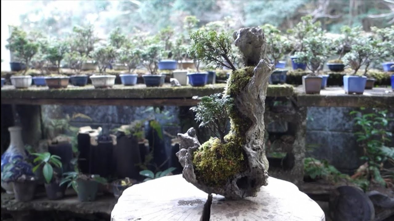 Bonsai diary   ♯157「How to a make Bonsai art #3」Japanese cypress　素材(津山ヒノキ)