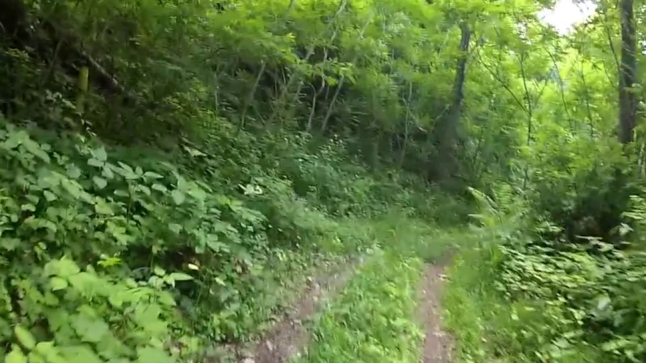 Plants in East Kentucky Poisonous/Edibles YouTube