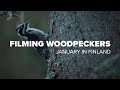 Filming Birds | Three-toed Woodpecker and Redpoll | Birdwatcher’s Year | January