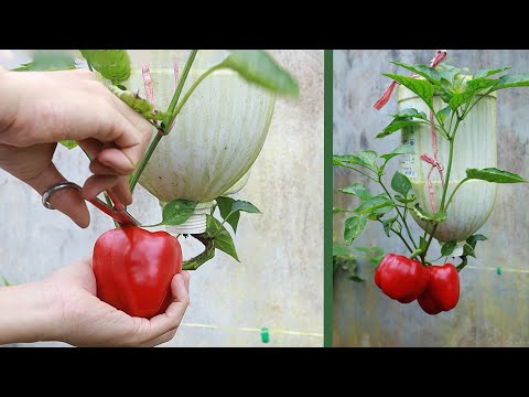 Video: Kun je paprika's ondersteboven kweken - ondersteboven peperplanten planten