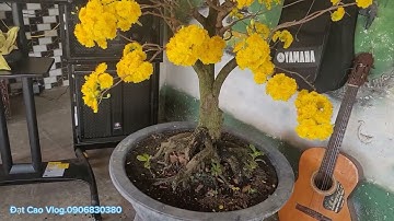 Mai  Cúc Thọ Hương  nở rộ hoa trúng ngày mùng 1 tết..Đat Cao Vlog.0906830380..zalo0906830380