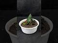 how to grow rose plant at home || grow rose leaves from Aloevera