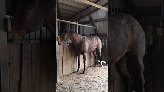 Horse in estrus (heat) wants her boyfriends attention.