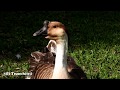Ganso Africano adulto y juvenil (Anser cygnoides) African Goose